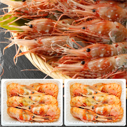 お刺身ぼたんえび・特大